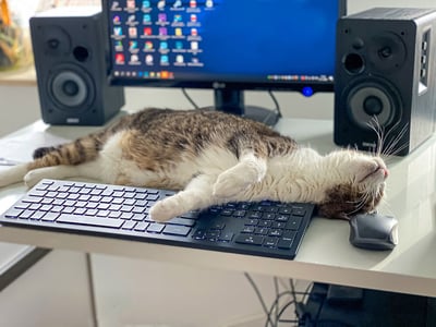 cat-on-desk.jpg