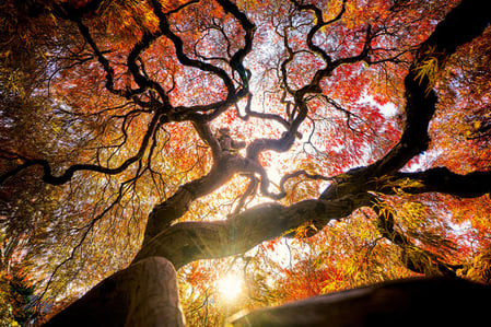 maple-tree-fractals-stress.jpg