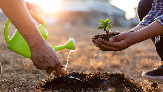 resilience-planting-sapling.jpg