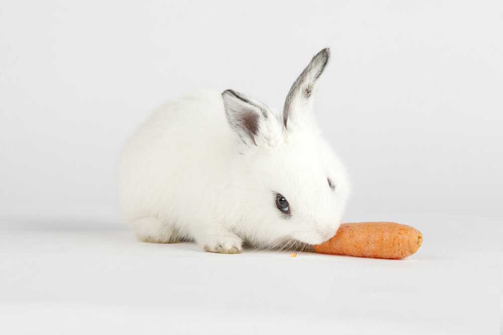chew-carrot-rabbit.jpg